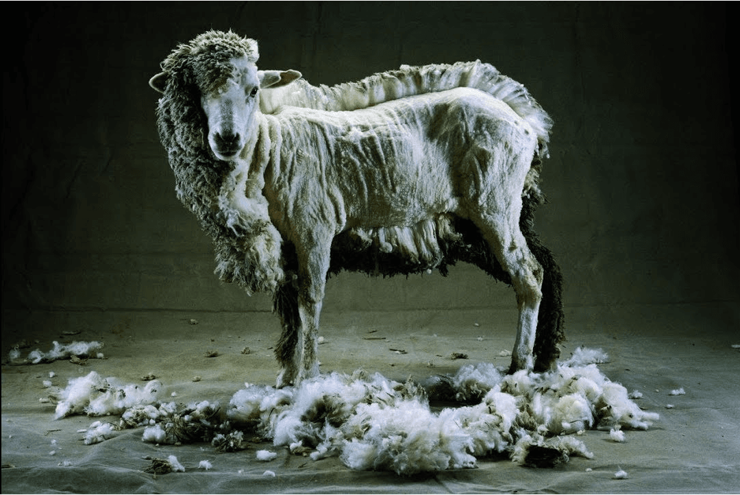 Chu kỳ xén lông cừu, cách giới tài phiệt âm thầm móc túi người lao động